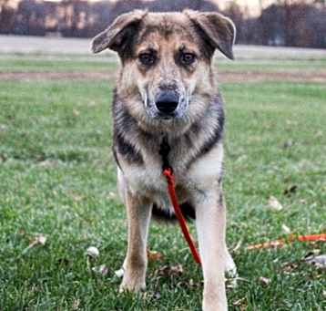 Photo of Shelby