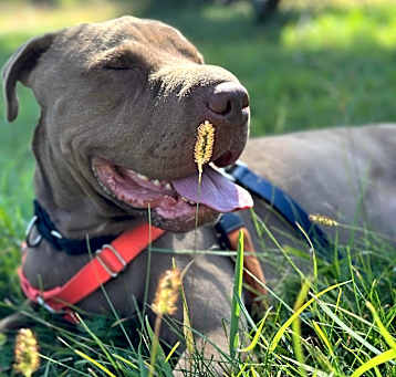 Photo of Max