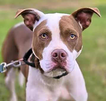 Photo of Enzo