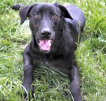 Photo of Licorice