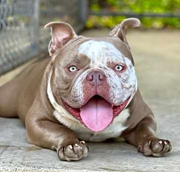 Photo of Obi