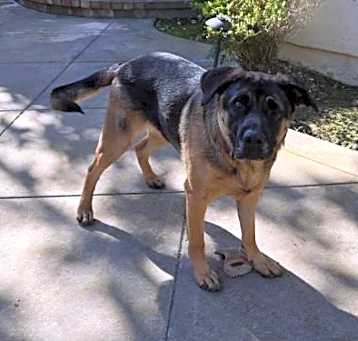 Photo of Bandit