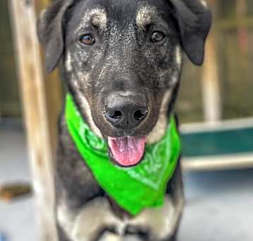 Photo of Tiko
