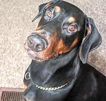 Photo of Odin