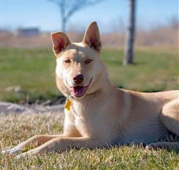 Photo of Cheeko