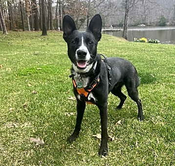 Photo of MACK (COURTESY POST)