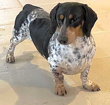 Photo of Bandit