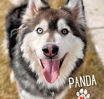Photo of Panda