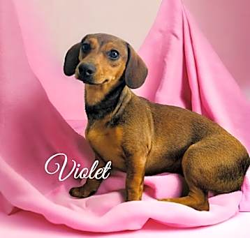 Photo of Violet