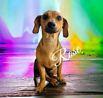 Photo of Rose