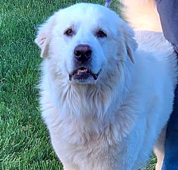 Photo of SULLY