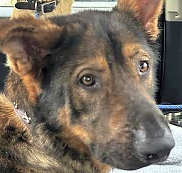 Photo of Cadbury (Courtesy Post)