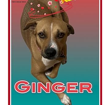 Photo of GINGER