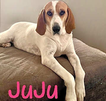 Photo of JUJU