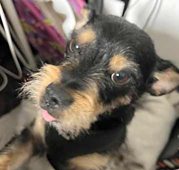 Photo of Artie Dodger