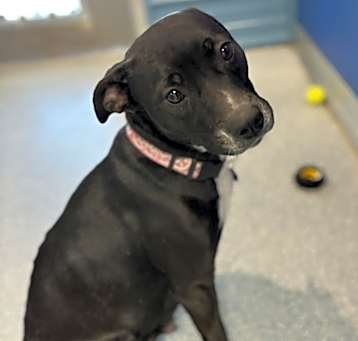 Photo of Olive