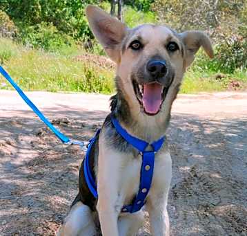 Photo of Honey
