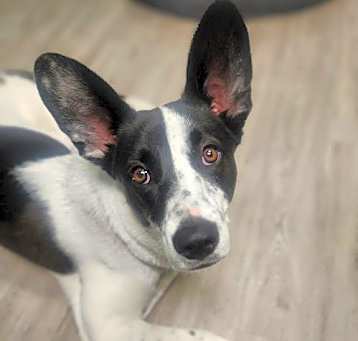 Photo of Phoebe