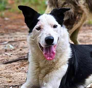 Photo of Bandit