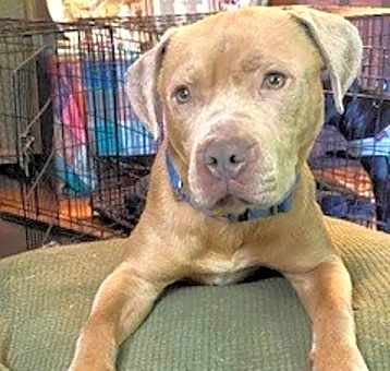 Photo of Ferris Pocket Bully Old Soul