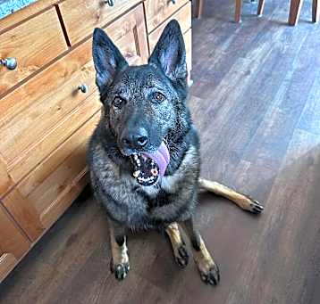 Photo of Gunner