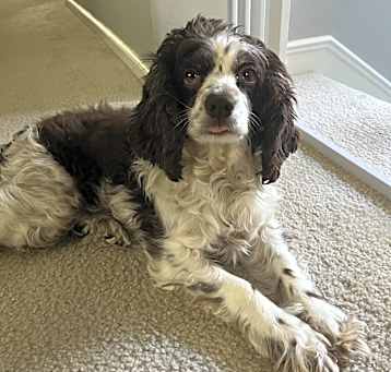 Photo of Lady
