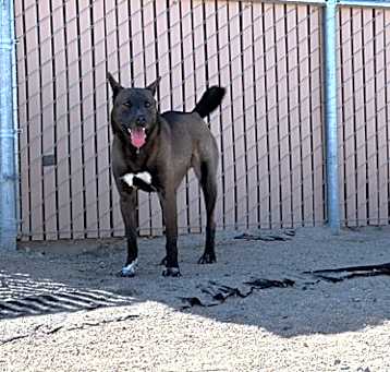 Photo of Smokey