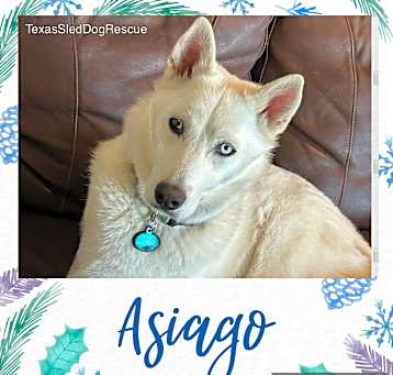 Photo of Asiago