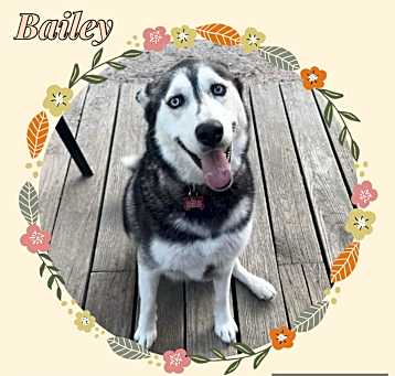 Photo of Bailey