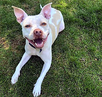Photo of Casper - AVAILABLE