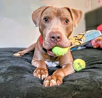 Photo of Lucky