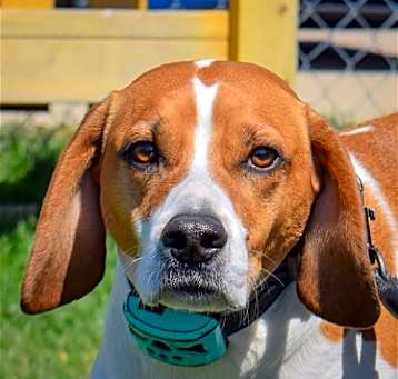 Photo of Bagel
