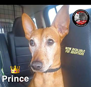 Photo of Prince