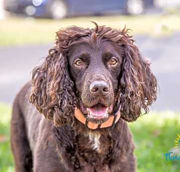 Photo of Yogi Bear