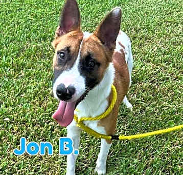 Photo of Jon B (pup of Phoenix)