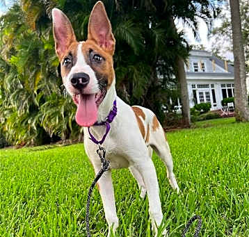 Photo of David G. (pup of Phoenix)