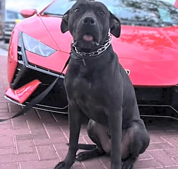 Photo of Champ