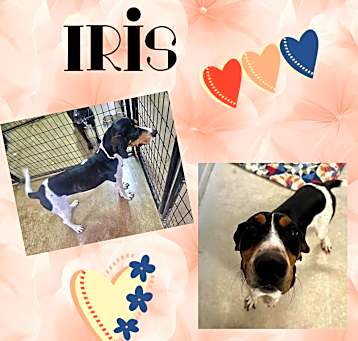 Photo of Iris
