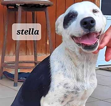 Photo of Stella
