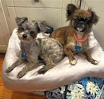 Photo of Athena and Scarlett