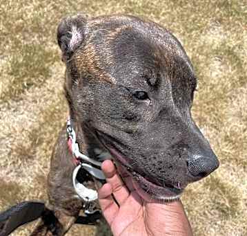 Photo of PEPPER (COURTESY POST)