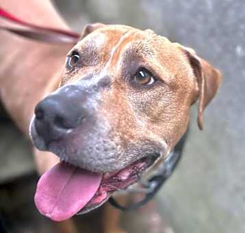 Photo of Koda (Newark)