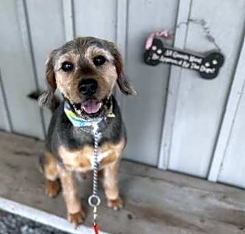 Photo of Tank
