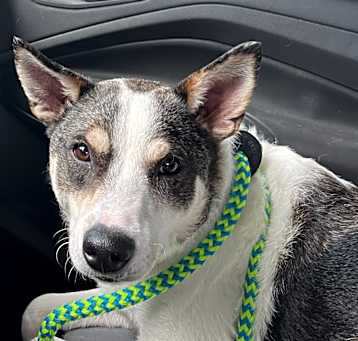 Photo of roscoe