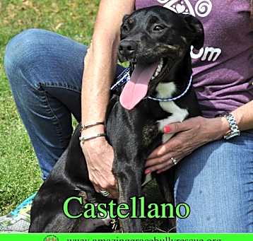Photo of Castellano