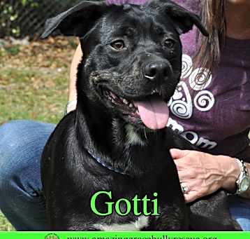 Photo of Gotti