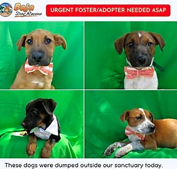 Photo of Abandoned street dogs
