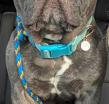 Photo of Handsome Chance