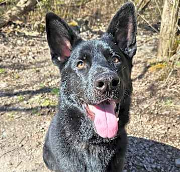 Photo of Rook
