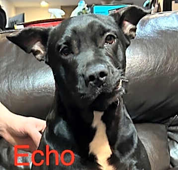 Photo of Echo aka Chocolate Chip Talbot